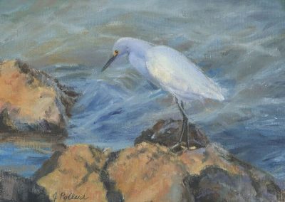 Snowy Egret #1