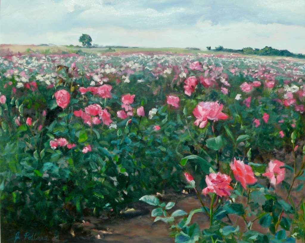 Rose Field #1