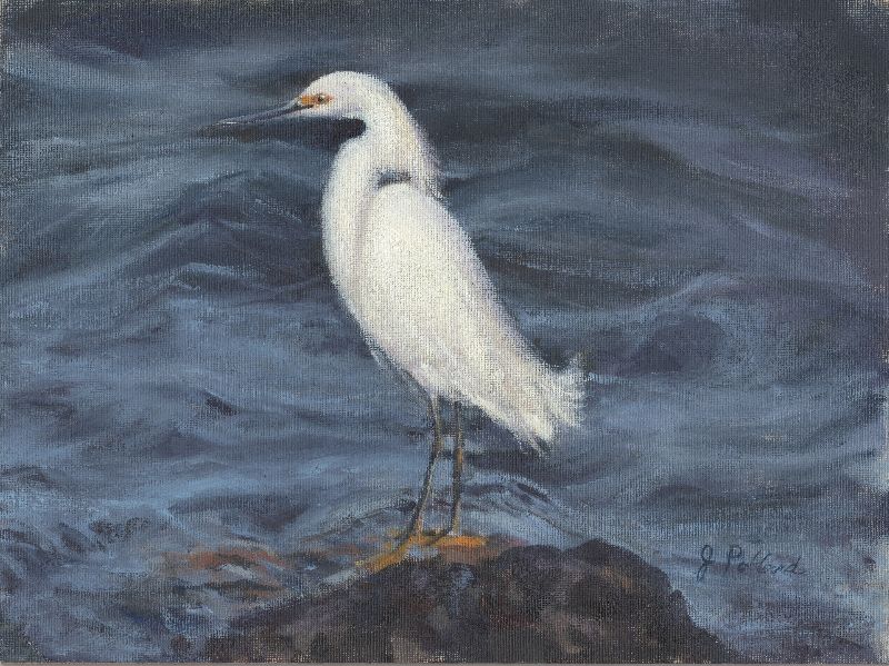 Snowy Egret #2