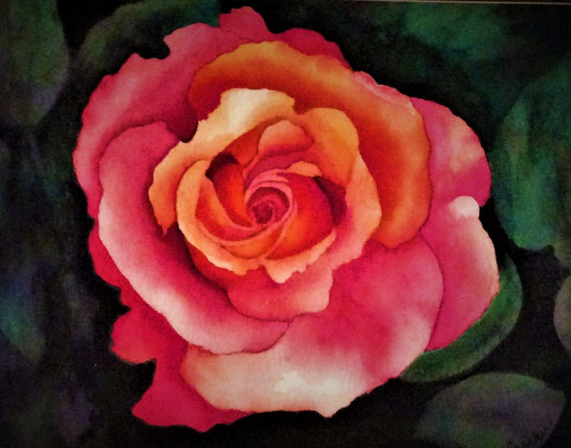 Pink Rose Pink Rose